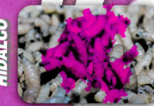 Hidalgo records 21 cases of screwworm in humans.